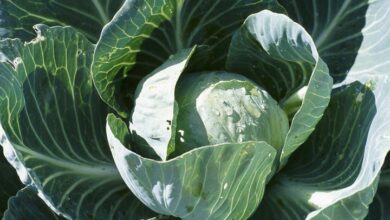 Photo of Growing Cabbage: The Complete Guide to Planting, Growing and Harvesting Cabbage
