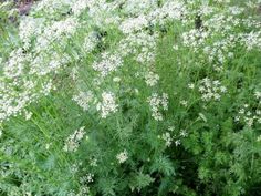 Photo of Growing Caraway: O Guia Completo de Cultivo, Cultivo e Colheita do Cominho