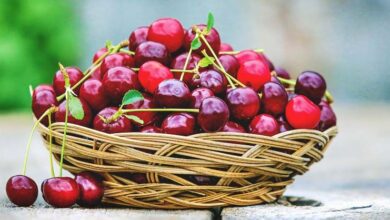 Photo of Growing Cherries: The Complete Guide to Planting, Caring for and Harvesting Cherries