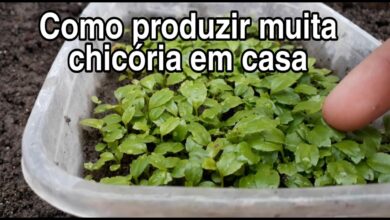 Photo of Growing Chicory : O Guia Completo de Plantação, Cultivo e Colheita de Chicória
