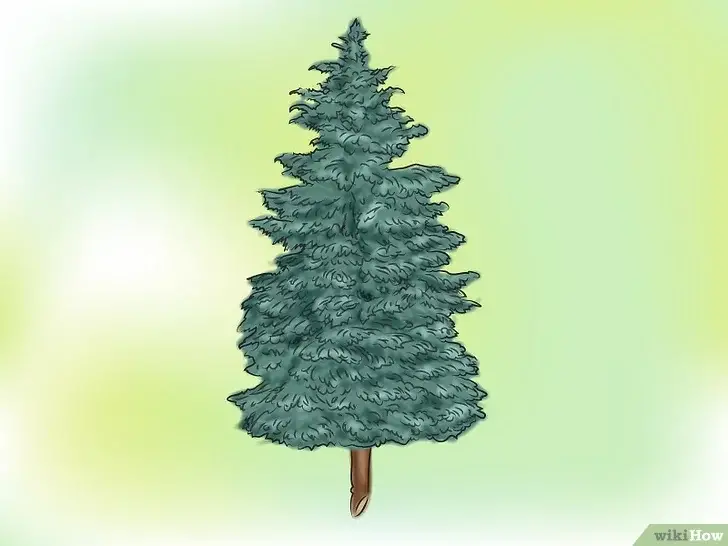 Photo of Growing Christmas Trees – Como crescer, cuidar e colher árvores de Natal