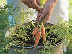 Photo of Growing Containerized Carrots – Dicas para Growing Containerized Carrots