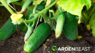 Photo of Growing Cucumbers: Your Guide to Planting, Growing and Harvesting Cucumbers