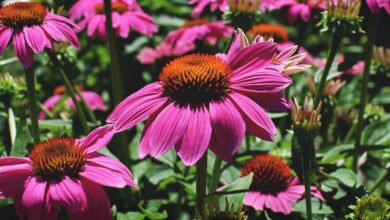 Photo of Growing Echinacea : O Guia Completo de Plantação, Cultivo e Colheita da Equinácea