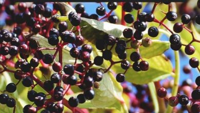 Photo of Growing Elderberries: A Complete Guide to Planting, Growing and Harvesting Elderberries