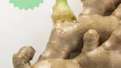 Photo of Growing Ginger in Containers: Como Cuidar do Gengibre em Pote