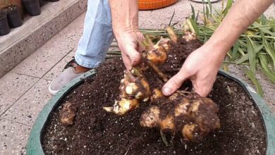 Photo of Growing Ginger : O Guia Completo de Plantio, Cultivo e Colheita de Gengibre