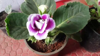 Photo of Growing Gloxinia Houseplants