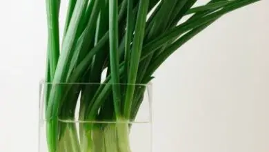 Photo of Growing Green Onions in Water: Conselhos para o cultivo de cebolas verdes na água