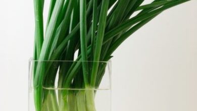 Photo of Growing Green Onions in Water: Conselhos para o cultivo de cebolas verdes na água