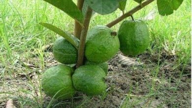 Photo of Growing Guavas: O Guia Completo para Plantar, Cuidar e Colher Goiabas
