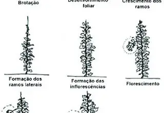 Photo of Growing Hops: O Guia Completo de Plantação, Cultivo e Colheita do Lúpulo