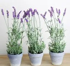 Photo of Growing Lavender: O Guia Completo para Plantar, Cultivar e Colher Lavanda