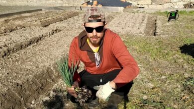 Photo of Growing Leek : O Guia Completo de Plantação, Cultivo e Colheita do Alho Francês