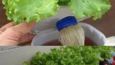 Photo of Growing Lettuce in the Garden – Como cultivar plantas de alface