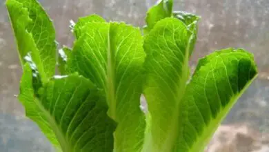 Photo of Growing Lettuce Indoors: Informações sobre os cuidados com alface no interior
