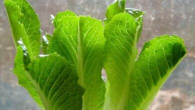 Photo of Growing Lettuce Indoors: Informações sobre os cuidados com alface no interior