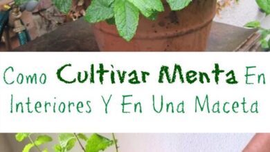 Photo of Growing Mint: Como Plantar, Cultivar e Cuidar da Menta