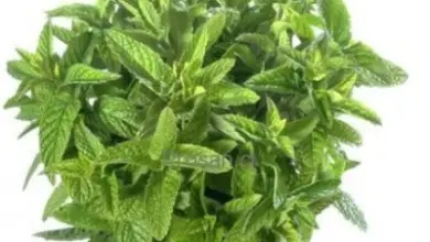 Photo of Growing Mint Indoors: Informações sobre o cultivo da hortelã dentro de casa