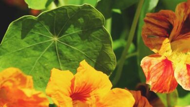 Photo of Growing Nasturtiums: O Guia Completo para Plantar, Cultivar e Colher Nasturtiums