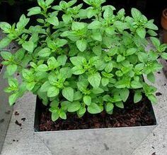 Photo of Growing Oregano: Como plantar, cultivar e cuidar dos orégãos