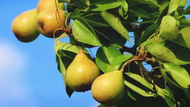 Photo of Growing Pears: O Guia Completo para Plantar, Cuidar e Colher Pêras