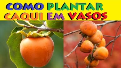 Photo of Growing Persimmons: O Guia Completo para Plantar, Cultivar e Colher Persimmons