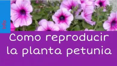 Photo of Growing Petunias: Um Guia Completo para Plantar, Cultivar e Cuidar de Petúnias