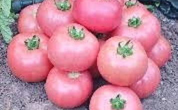 Photo of Growing Pink Caspian Tomatoes: O que é um Tomate Mar Cáspio Rosa?