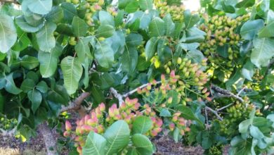 Photo of Growing Pistachios: O Guia Completo de Plantio, Cultivo e Colheita de Pistácios