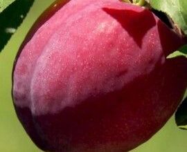 Photo of Growing Plums: O Guia Completo de Plantio, Cultivo e Colheita de Ameixas