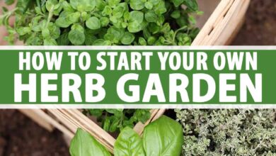 Photo of Growing Potted Herbs: A Guide to Getting Started