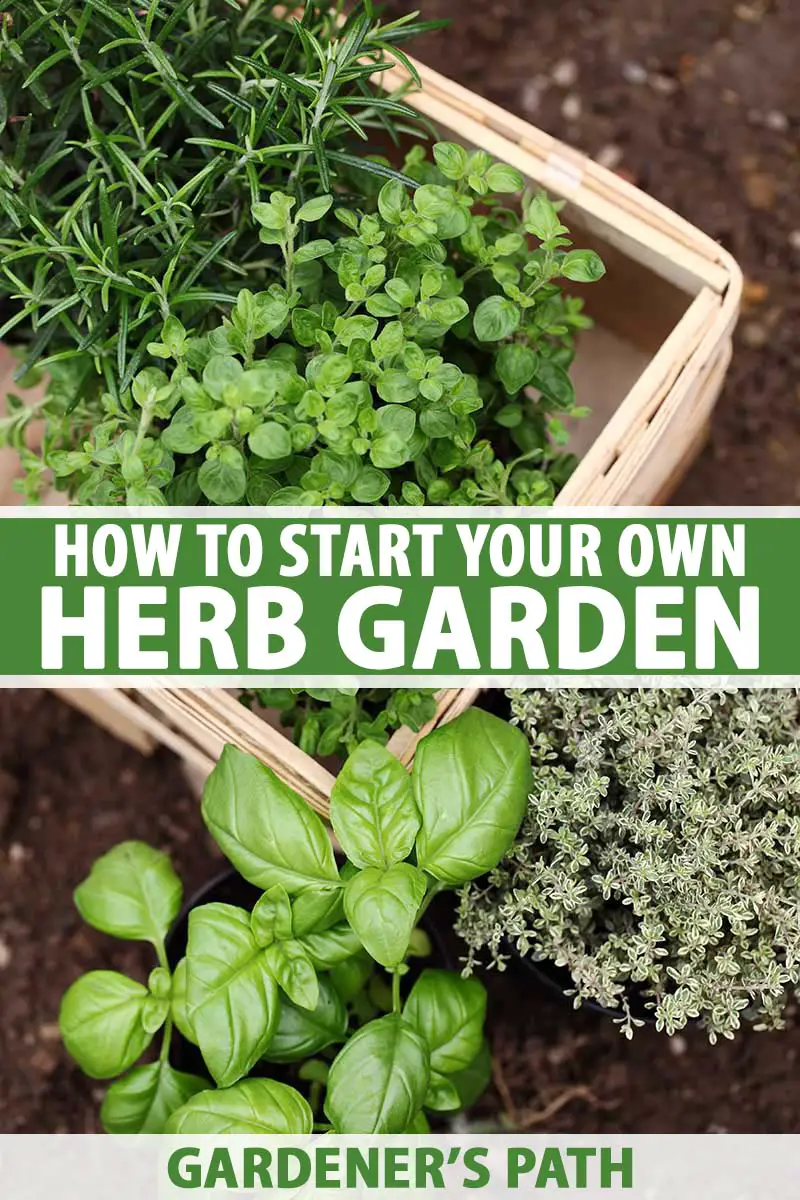 Growing Potted Herbs A Guide to Getting Started Noticias De Jardim