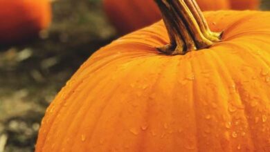 Photo of Growing Pumpkins: A Guide to the Best Varieties, Planting, Troubleshooting, and Harvesting