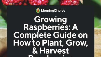 Photo of Growing Raspberries: A Complete Guide to Planting, Growing and Harvesting Raspberries