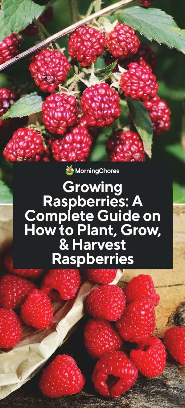 Growing Raspberries A Complete Guide to Planting, Growing and