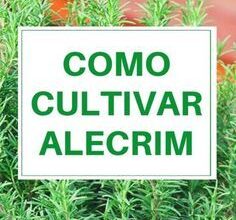 Photo of Growing Rosemary: O Guia Completo de Plantio, Cultivo e Colheita do Alecrim