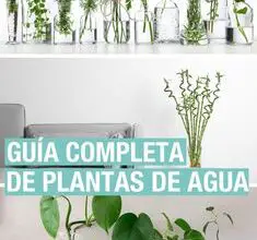Photo of Growing Sage : O Guia Completo de Plantio, Cultivo e Colheita de Salva
