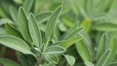 Photo of Growing Savory: o guia completo para plantar, cultivar e colher o sabor