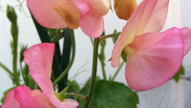 Photo of Growing Spring Peas – Como cultivar uma variedade de ervilha de primavera