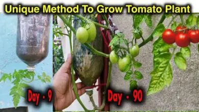 Photo of Growing Tomatoes Upside Down – Dicas para o Growing Tomatoes Upside Down