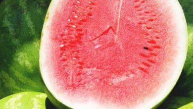 Photo of Growing Watermelon: Your Guide to Planting, Growing and Harvesting Watermelon