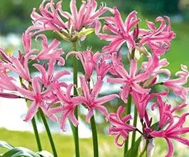 Photo of Guernsey Lily, Nerine