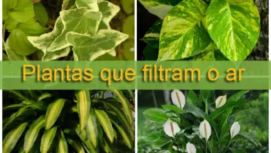 Photo of Guia da NASA para Plantas de Interior Filtradas a Ar