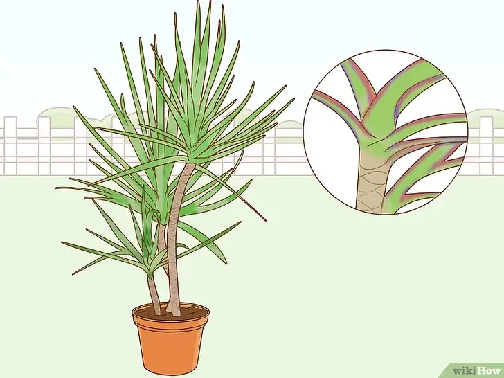 Photo of Guia de Propagação de Sementes Dracaena