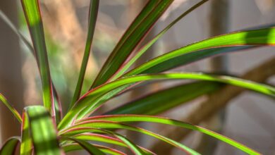 Photo of Guia de Rega da Planta Dracaena: Aprenda quando regar Dracaenas