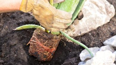 Photo of Guia de Transplante de Aloe: Aprendendo a replantar uma planta de aloe