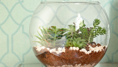 Photo of Guia para Construir um Terrarium: Como montar um Terrarium