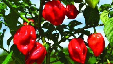 Photo of Habanero Plant – Como cultivar a pimenta Habanero