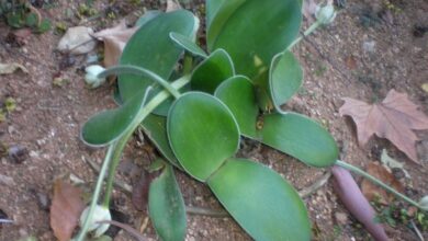 Photo of Haemanthus albiflos: cuidado de plantas ou pincel de pintor